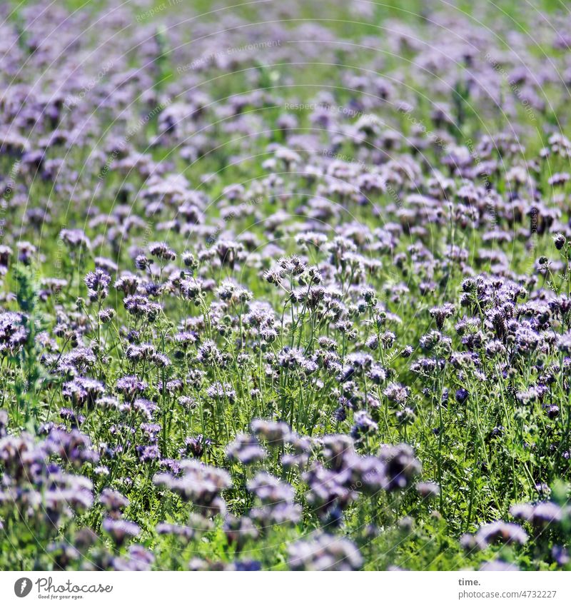 Phacelia community blossoms luscious Growth Nature Environment fellowship at the same time in common Plant Meadow purple Green Family collective Colony Summer