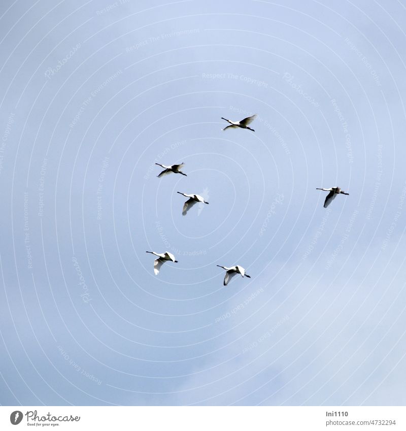 Flight exercises of the spoonbills on Borkum late summer Bird Migratory bird Group of animals 6 animals White spoonbill Platalea leucorodia Spoonbill Beak