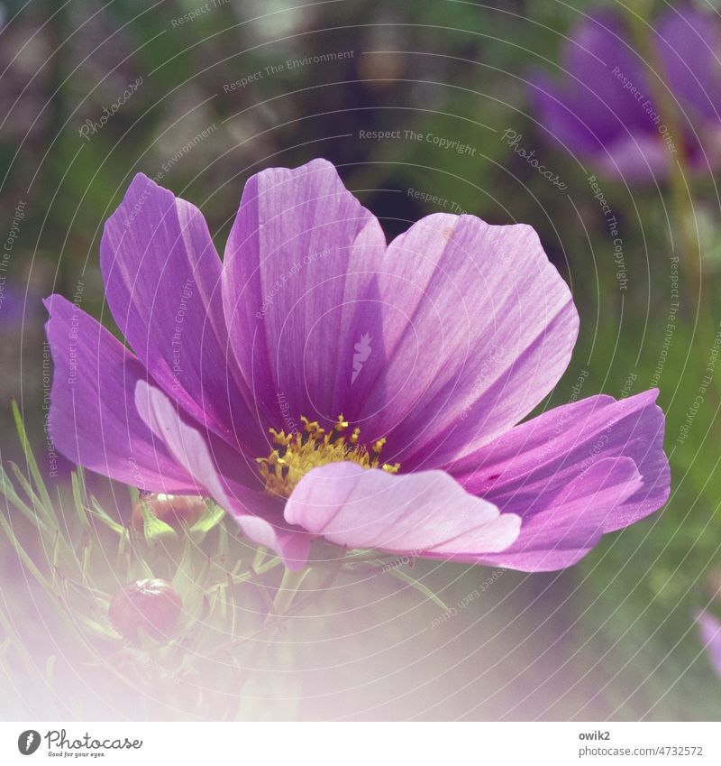 opening hours Cosmea flower Garden Exterior shot Flower Illuminate Near Blossom leave Idyll daylight Sunlight Blossoming Summer Day Flower meadow Passion Nature