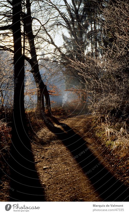 On the shady side Tree Forest Fog Footpath Gravel path Back-light Winter Autumn Bushes Branchage Wayside Undergrowth Moody Sun Shadow Lanes & trails gravel road