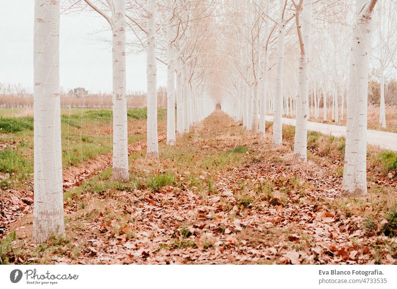 horizontal view of Beautiful way covered with trees at forest. Nature and sustainability path nature autumn spring nobody leaves brown winter line cloudy