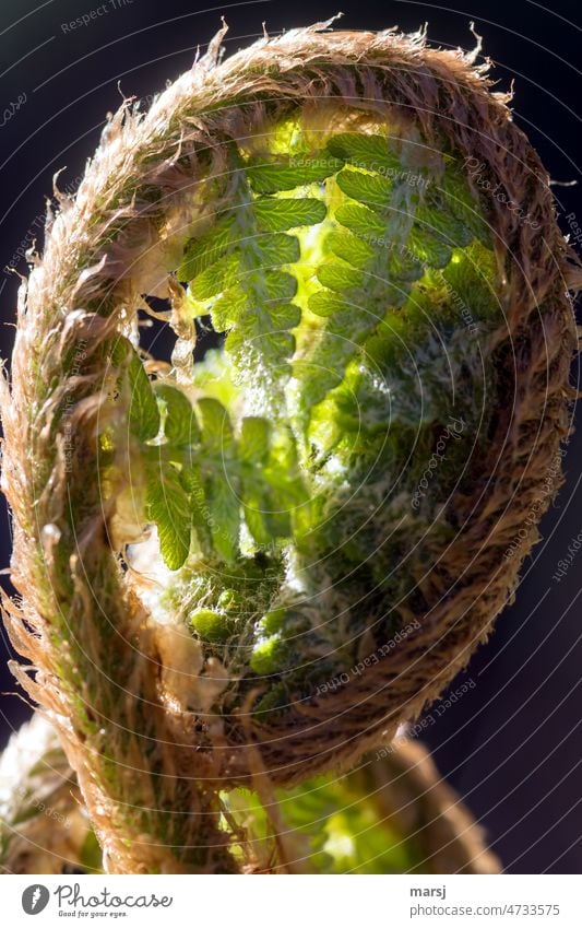 Fern. Curled, fresh green and shone through by the sun. Plant Nature Shallow depth of field Contrast Light Green naturally Deploy Wild plant Growth curled