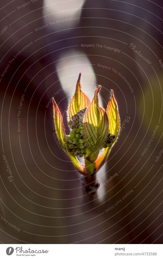 Dogwood, fresh leaves and flower buds. Plump and abundant. Beginning Spring fever Leaf Plant Nature Hope Contrast Multicoloured Colour photo Growth Life Brave