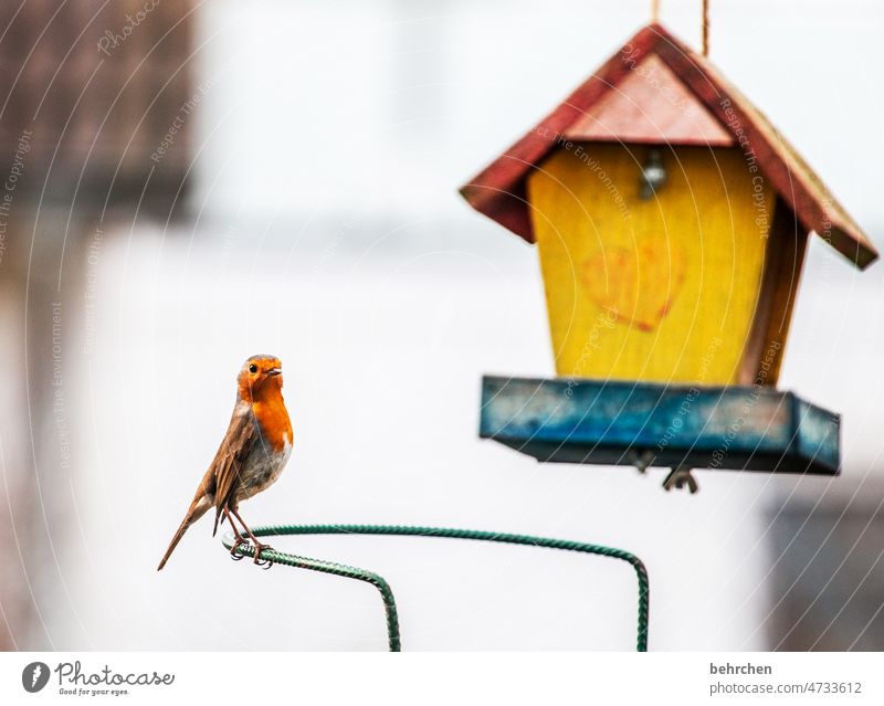 uuuund, do I get a photo today, heidi??? Animal protection Small Songbirds Deserted Animal portrait Wild animal Feed Beak Feather Nature Colour photo Bird