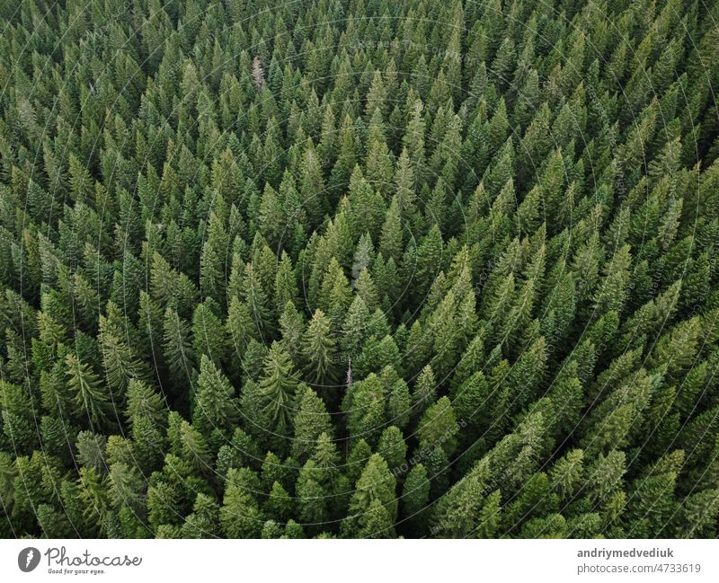 Aerial top view pine forest. Texture of coniferous forest view from above. Green background nature. Picture taken using drone green wood tree natural pattern