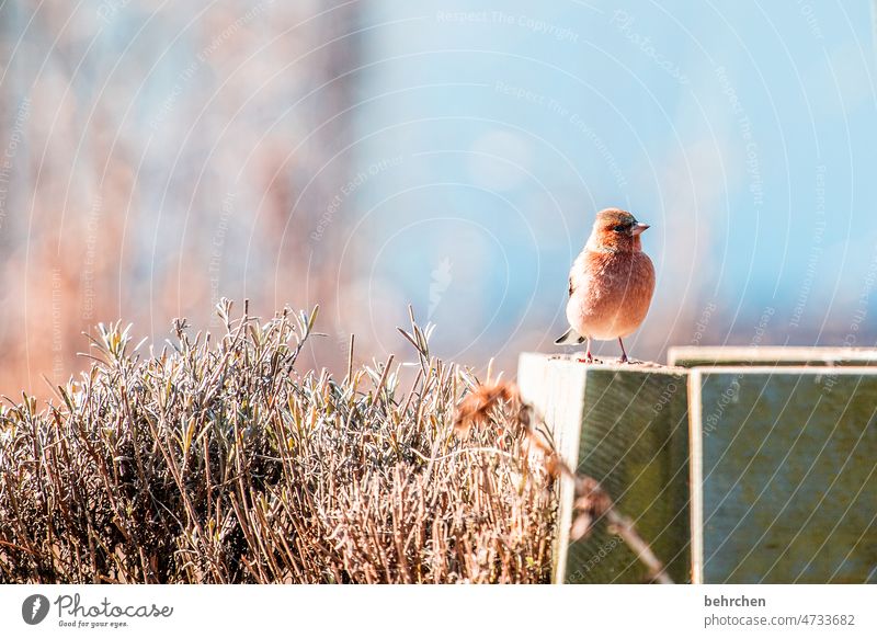 small and cozy Lavender Ornithology animal world Close-up songbird Feed Wild animal Beak Small Animal protection Spring Summer Animal portrait Deserted