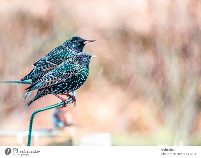 feathered cattle | splendid gossip at the garden fence Animal protection colourful Songbirds Animal portrait Wild animal Nature Feather Beak Colour photo Bird