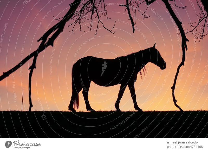 horse silhouette in the meadow with a beautiful sunset background sunlight animal animal themes animal in the wild animal wildlife nature cute beauty elegant