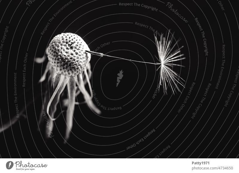 Single dandelion seed on flower stem against black background Dandelion b/w Sámen Monochrome Black & white photo Macro (Extreme close-up) one on one's own