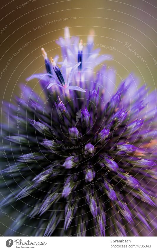 flowering globe thistle, closeup Macro (Extreme close-up) Thistle Thorny Garden Close-up Blossom Shallow depth of field Copy Space top Colour photo Nature