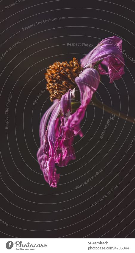 faded flower of ornamental basket Faded Cosmos Transience Still Life Cosmea blurriness Shallow depth of field transient Exterior shot withered Deserted Close-up