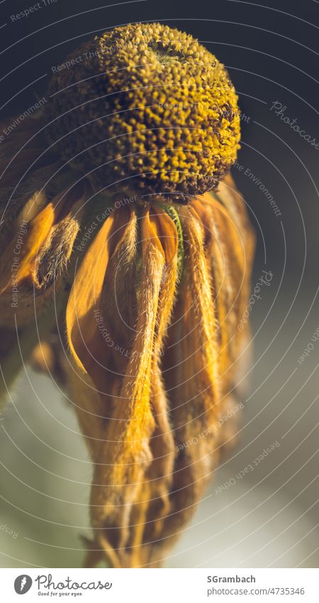 faded flower, plant, yellow orange Faded Flower Plant Close-up Summer Shallow depth of field fading Nature Exterior shot transient Transience naturally