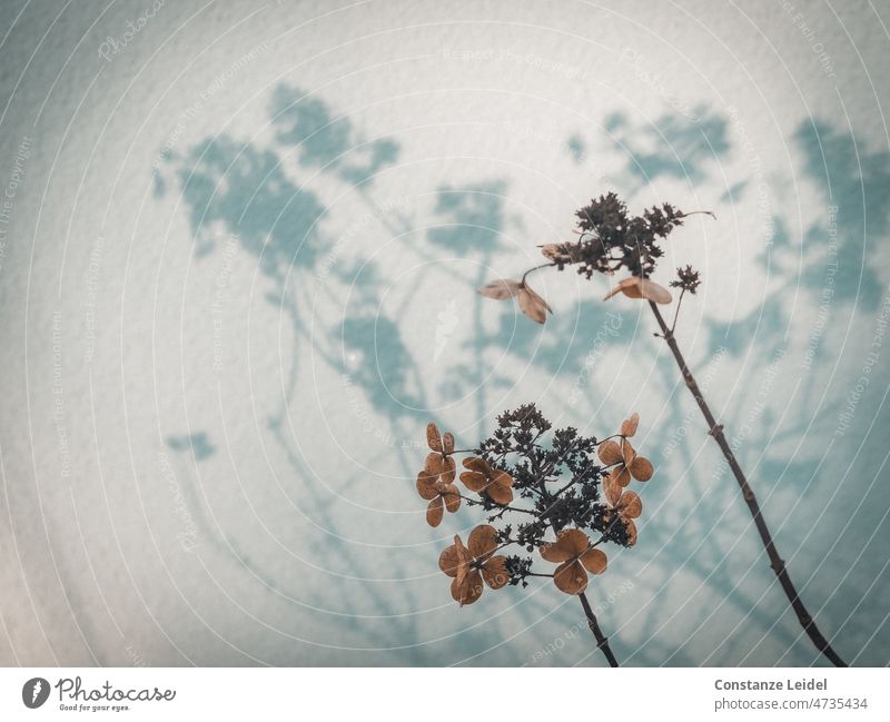 Autumn brown leaves on white background Autumn leaves foliage Autumnal Faded Brown Nature Autumnal colours Seasons Dry aridity Transience Shadow Shadow play