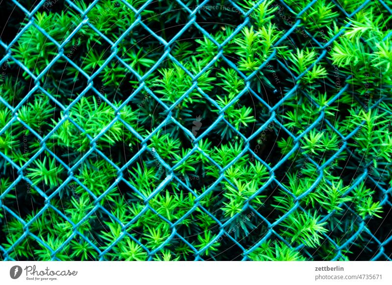 Conifer behind wire mesh Fence Wire netting Machendrahtzaun Border Real estate Neighbor neighbourhood Coniferous trees bush shrub Green Plant Hedge Yew thuja