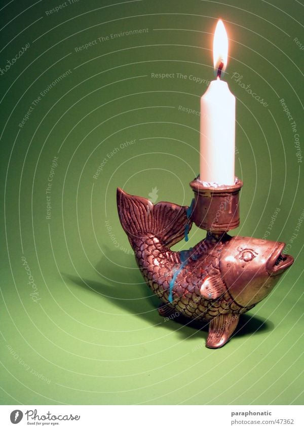 Fish Looking for Bicycle - The Candlelightdinner! Candle holder Wax Burn Drop Green Background picture Interior shot Photographic table Relaxation Dusk Banquet