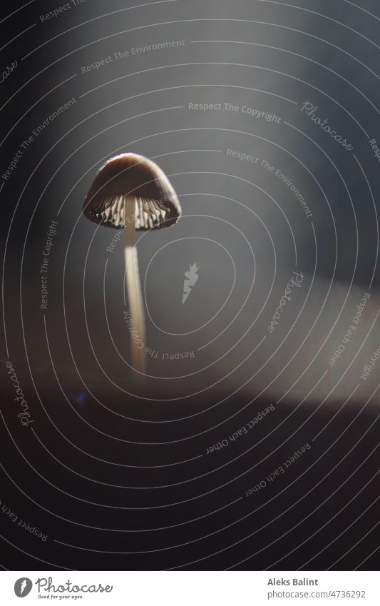 A small mushroom that is illuminated by the sun. Mushroom mushrooms Nature Colour photo Exterior shot Close-up Shallow depth of field Brown Deserted Growth