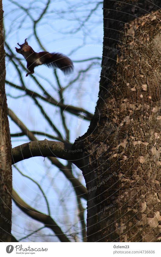 Flying squirrel looking at the same time who is this woman taking picture Squirrel Nature Love of nature Animal Animal portrait Animal face Exterior shot