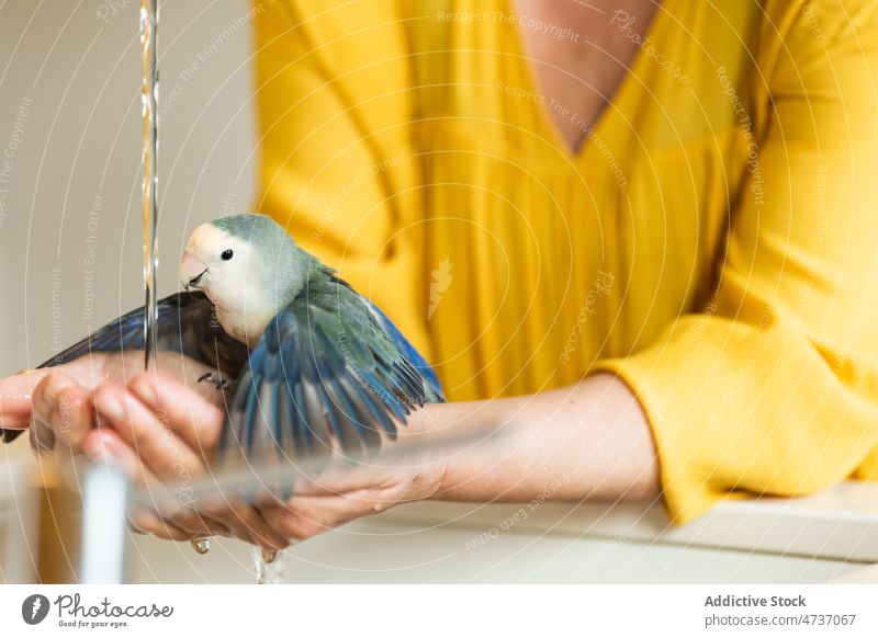 Crop woman with cute parrot washing hands grey headed lovebird agapornis canus wash hand pet owner tap animal ornithology daylight female middle age mature care