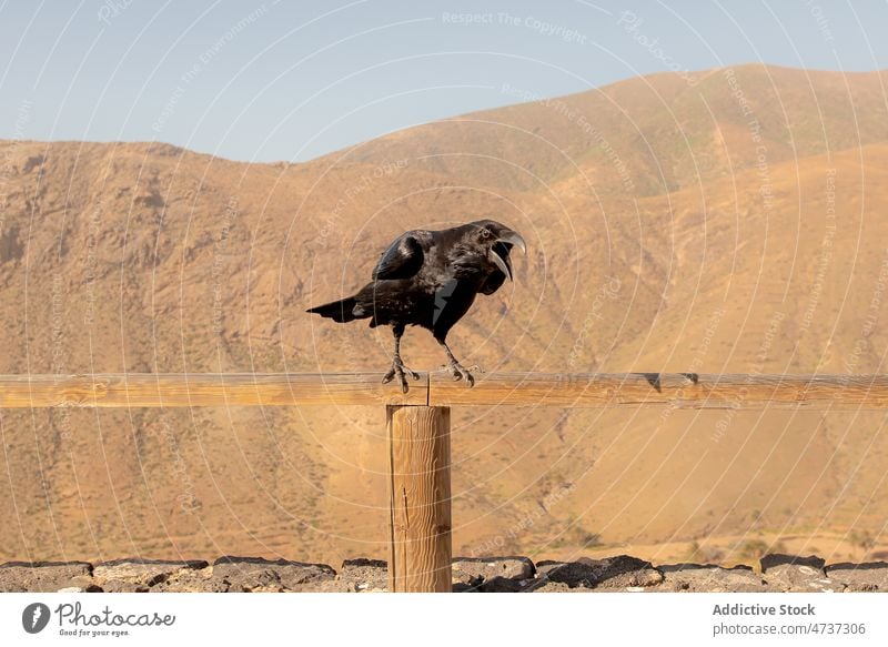 Black raven sitting on fence in hilly valley bird nature wild environment crow creature wildlife animal habitat feather zoology fauna scenery wooden avian