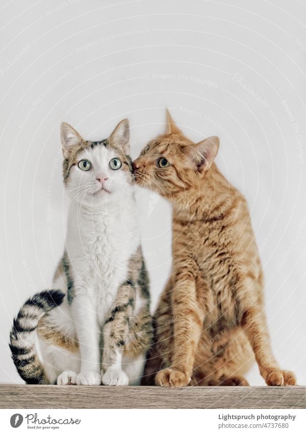 Cats couple falling in love. two cat sitting kissing friendship two animals love - emotion togetherness copy space charming kitten pet cute domestic feline