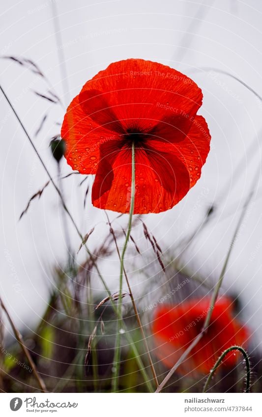 poppy field Blossoming Illuminate Contrast Turquoise pretty Day Deserted Beautiful weather variegated Colour Summer Nature Wild plant Spring Red Flower