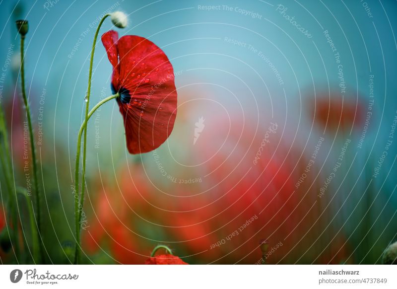 poppy field Shallow depth of field Exterior shot Colour photo encapsulate poppy seed capsules red poppy Poppy blossom Poppy field Intensive poppy meadow Many