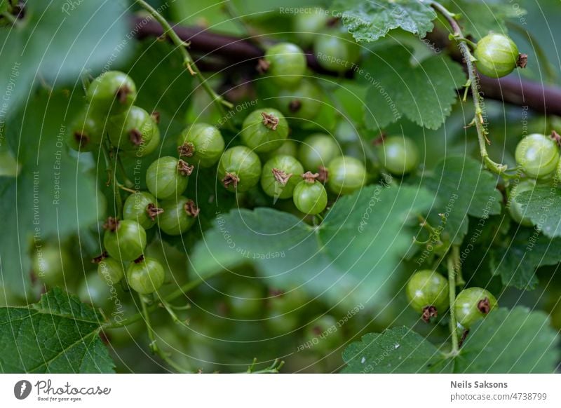 background of green unripe red currant berries and leaves on branch agriculture antioxidant bush crop currant bush currants ecological farm food fresh fruit