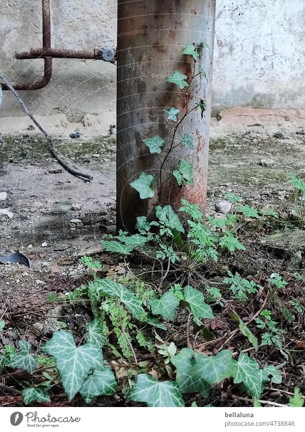 Ivy in Lost Place lost place Old forsake sb./sth. Broken Decline Past Plant Wild plant Green Foliage plant stake Heating pipe Heating pipes Transience Dirty