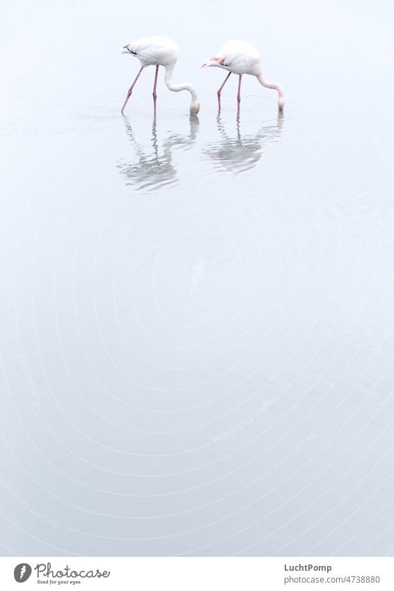 Two flamingos in water Flamingo two unostentatious High-key Silhouette grey-blue Gray Shadow Water Pond Lake Put your head in the sand. Blind Foraging Pink