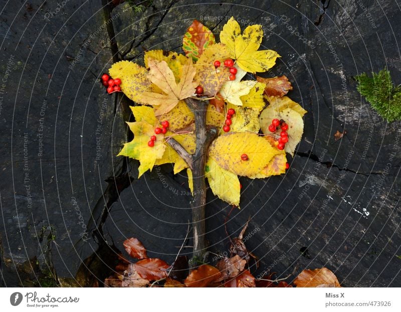 little trees Handicraft Autumn Tree Leaf Multicoloured Yellow Creativity Autumn leaves Craft materials Tree trunk Branch Twigs and branches Miniature