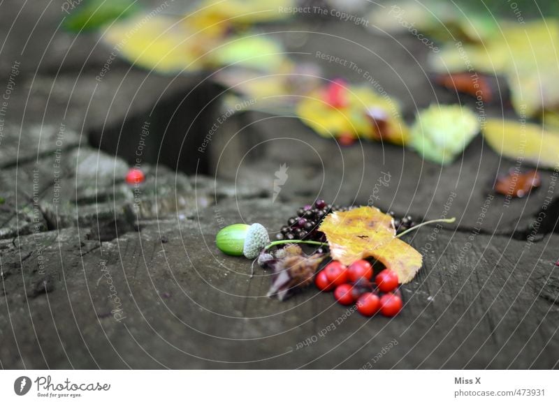 autumn collection Food Fruit Leisure and hobbies Handicraft Plant Autumn Tree Leaf Park Forest Multicoloured Collection Acorn Tree trunk Rawanberry Elderberry