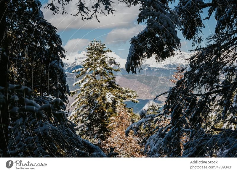 Winter forest in Pena Oroel tree snow nature winter hoarfrost frozen grow flora pena oroel spain jaca huesca cold growth season environment plant weather