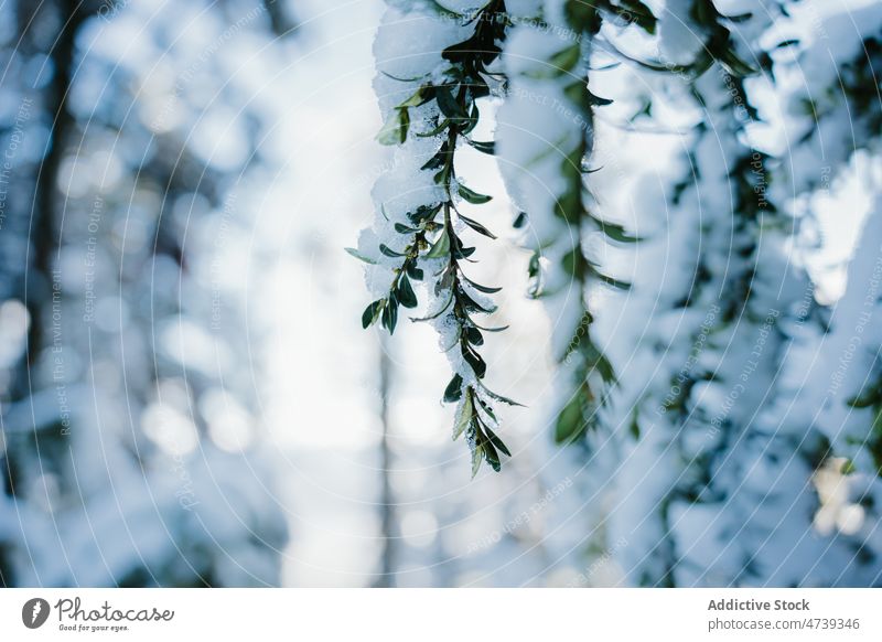 Tree branches covered with snow tree forest nature winter hoarfrost grow plant flora frozen pena oroel spain jaca huesca sprig leaf cold growth season