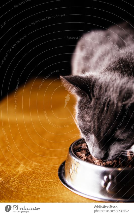 Cute hungry Russian Blue Cat eating food from bowl cat russian blue pet animal purebred adorable cute feline kitty fur muzzle whisker feed meal yummy metal