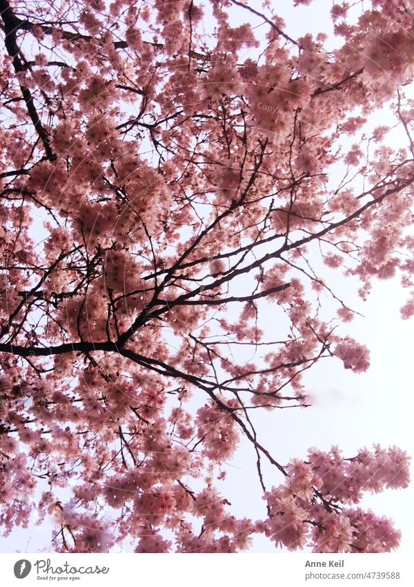 Little tree pink in spring in full bloom. Ornamental cherry Spring Blossom Pink Tree Blossoming Exterior shot Nature Deserted