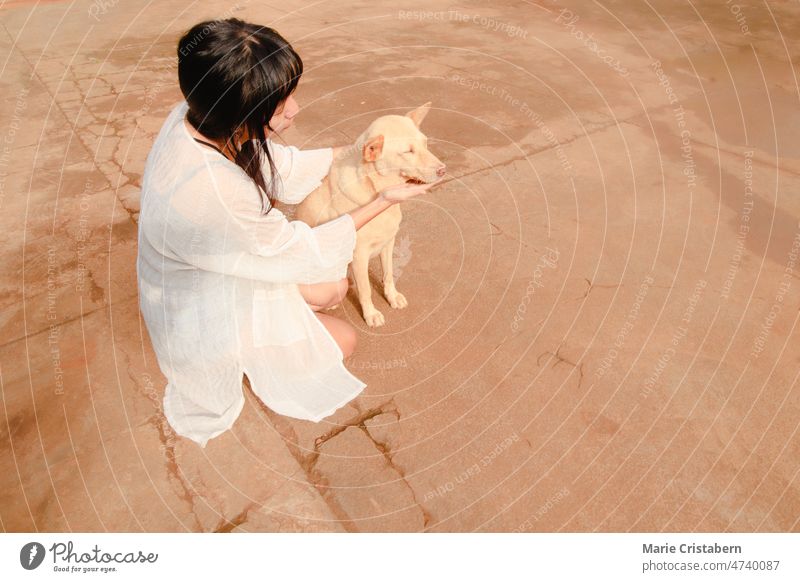 An Asian girl petting a cute dog asian girl pet dog beauty beautiful girl friendship togetherness adorable cuteness love joyful friendly pretty adult leisure