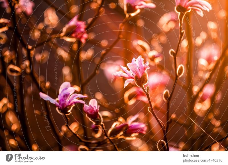 magnolia Pink petals Blossom leave Garden pretty Twilight Back-light Sunset Nature Flower blossom Fragrance Summery Delicate Ease Deserted Colour photo Close-up