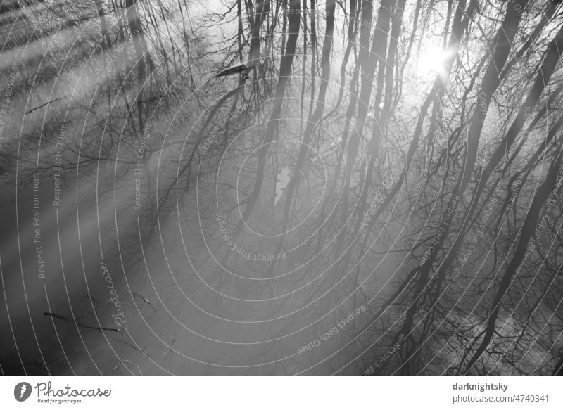 Mysterious looking forest reflected in a body of water with back light and winter season Weather country Fog Landscape Nature Tree Environment Exterior shot