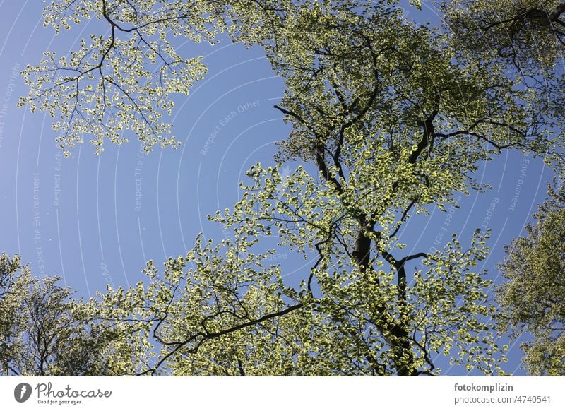 light green tree top Spring Fresh Green Tree leaves twigs branches Tree tops Twigs and branches Hope pretty Spring fever Spring day Nature Environment Branch