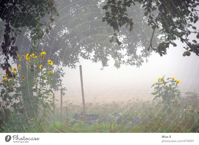 Sunflowers shine in the darkness Summer Autumn Weather Bad weather Fog Tree Flower Garden Field Blossoming Illuminate Faded Gloomy Gray Moody