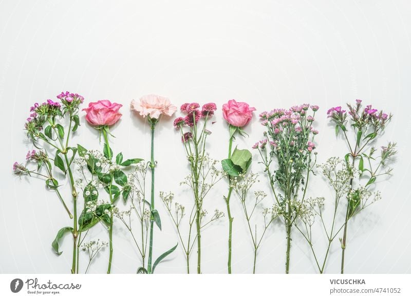 Floral background with various flowers with pink petals and green leaves at white background floral background purple top view beautiful blooming blossom