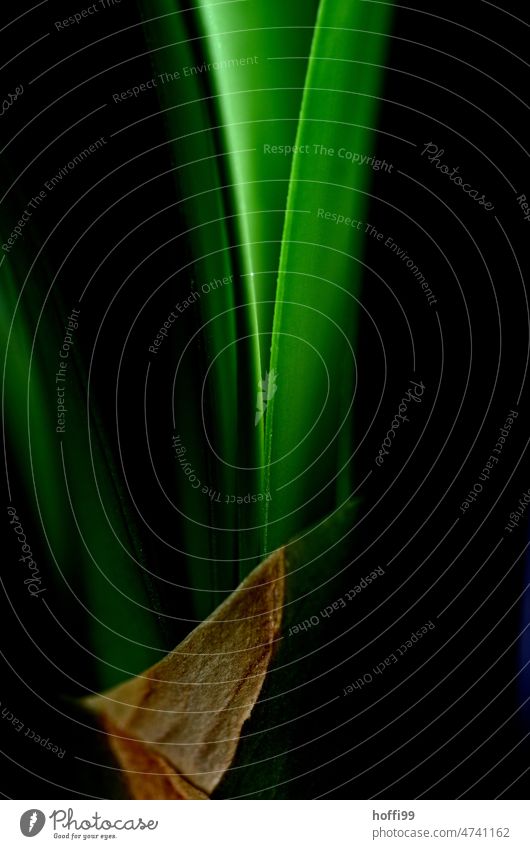 Close up of a (Sansevieria Robusta) bow hemp sansevieria Green hemp bow Foliage plant Leaf Abstract abstract shapes Plant Pattern Structures and shapes