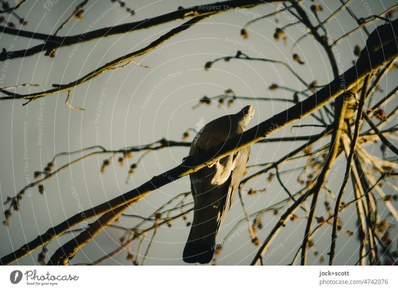 Bird's eye view meets frog's eye view Nature Animal Sky Worm's-eye view Spring bud Twigs and branches Looking into the camera Observe blurriness fauna