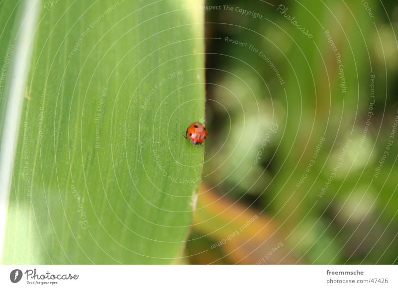 ladybugs Ladybird Leaf Plant Green Spotted Bow Nature Close-up Macro (Extreme close-up) Beetle Orange Point lady bird pointed