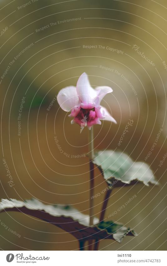 Outdoor cyclamen Plant Flower autumn bloomer Cyclamen hederifolium Autumn Alpine Violets Ivy-leaved cyclamen pink white Blossom Petals Throat pentagonal leaves