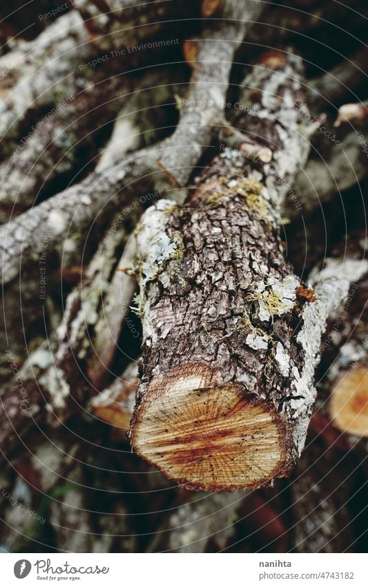 Firewood texture wooden firewood cut fresh freshness abstract background resource image nature natural brown black bokeh blur depht of field