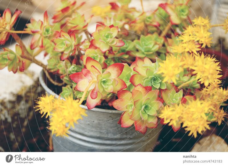 Beautiful texture of a Sedum palmeri sedum sedum palmeri succulent succulents succulent plant beautiful pattern floral nature natural green red yellow pot