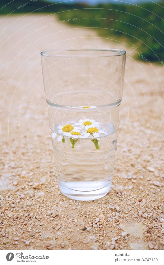 Camomile flowers in a glass of pure water abstract weather rain purity mineral green natural climate change transparent background grass simple camomile