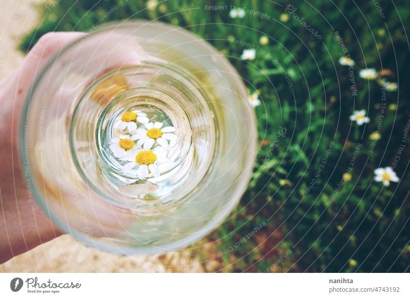 Camomile flowers in a glass of pure water abstract weather rain purity mineral green natural climate change transparent background grass simple camomile