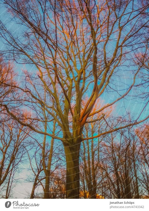 bare tree in autumn Tree Forest Worm's-eye view Winter Autumn Bleak Turquoise Blue sky evening light Evening sun Analog Retro movie vintage Exterior shot